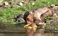 Pig-tailed macaque (Macaca nemestrina)